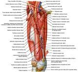 Anatomie: heup,bovenbeen,knie,onderbeen,enkel,voet,acetabulum,collum femoris,trachanter,femur,epicondyl,meniscus,kruisband,cruciate ligament,patella,knieschijf,tibia,fibula,malleolus,talus,calcaneus,tarsus,metatarsus,phalanx,falanx,quadriceps femoris,rectus femoris,sartorius,tensor fasciae latae,tractus iliotibialis,biceps femoris,gastrocnemius,semimembranosus,semitendinosus,soleus,suralis,vena saphena parva,vena saphena magna,sciatic,ischiadicus,peronea